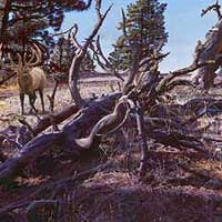 genecateBRANCHEDBULL-thumb