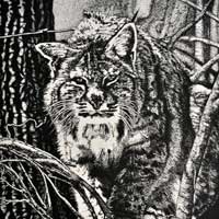 genecateBobcatpeninkthumb