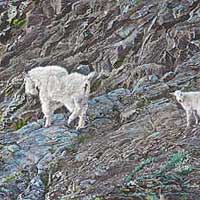 genecateCURIOUSKID-thumb