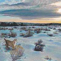 genecateCatMouse-thumb