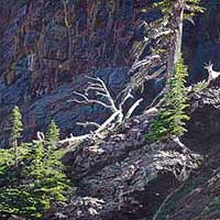 genecateHIGHERGROUND-thumb