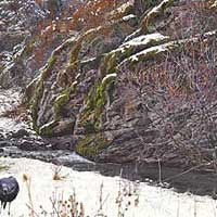 genecateHIGHVALLEYRIO-thumb